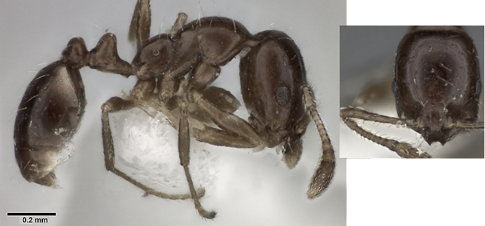 {Monomorium monomorium}