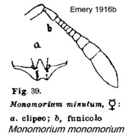 {Monomorium monomorium}