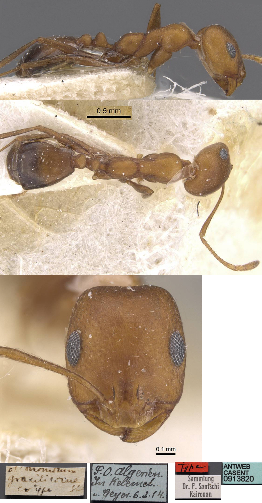 Monomorium gracilicorne