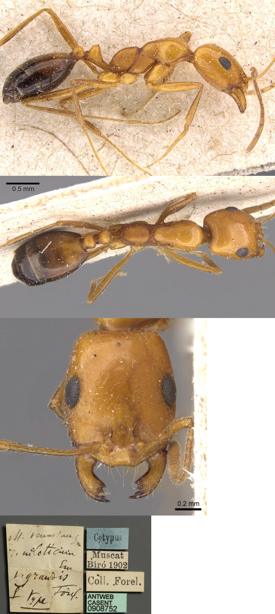 Monomorium grandis