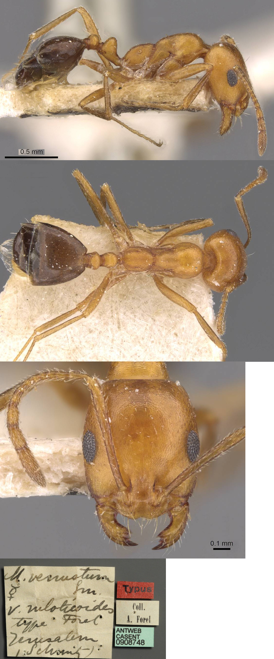 Monomorium niloticoides