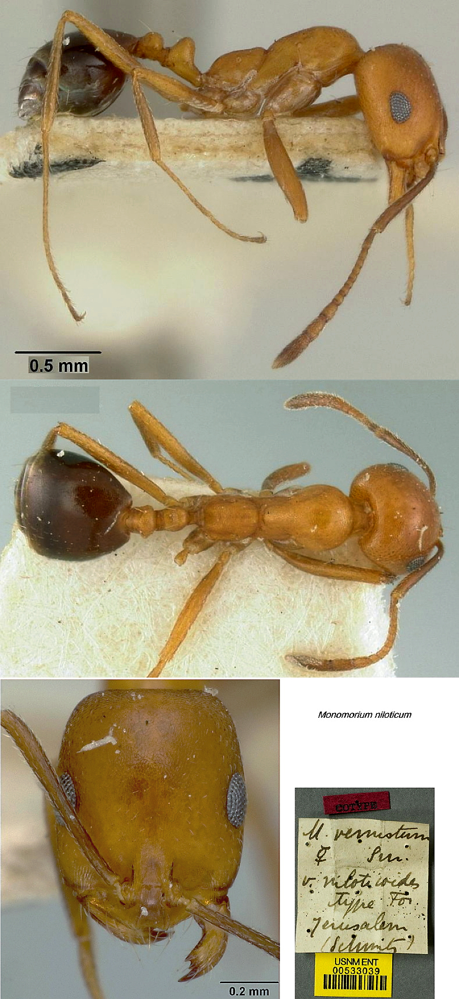 {Monomorium niloticoides}