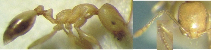 {Monomorium pharaonis}