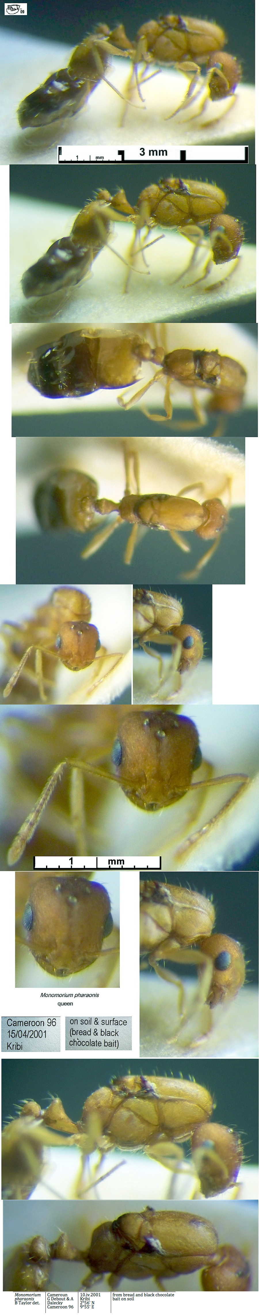 {Monomorium pharaonis}