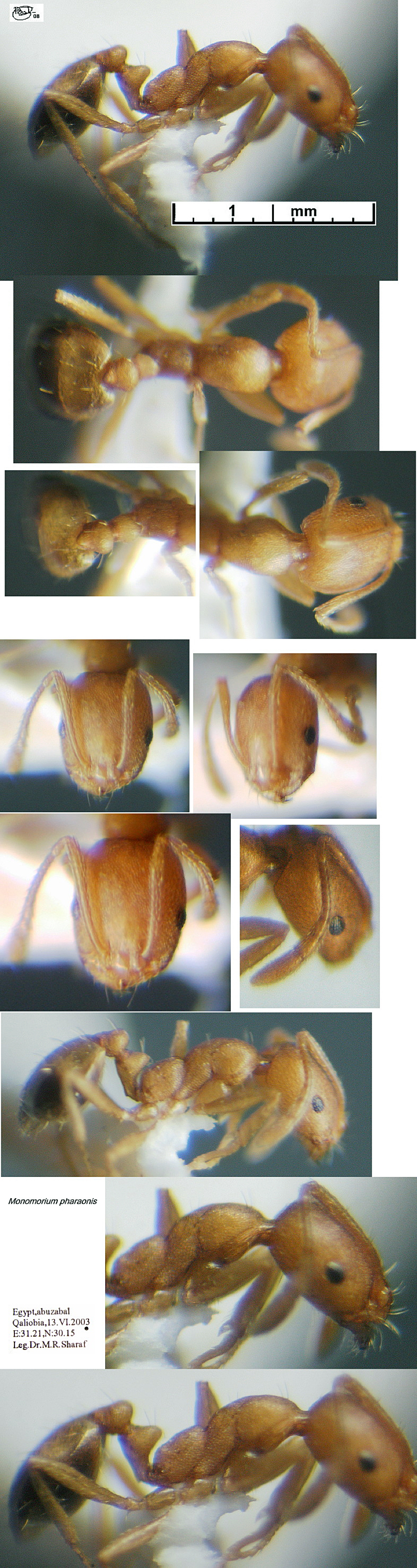 {Monomorium pharaonis}