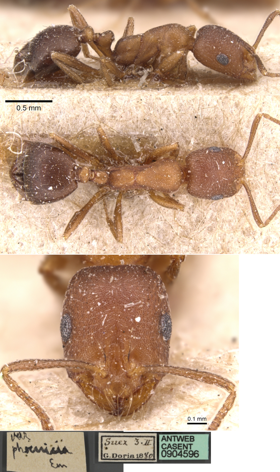 Monomorium phoenicium