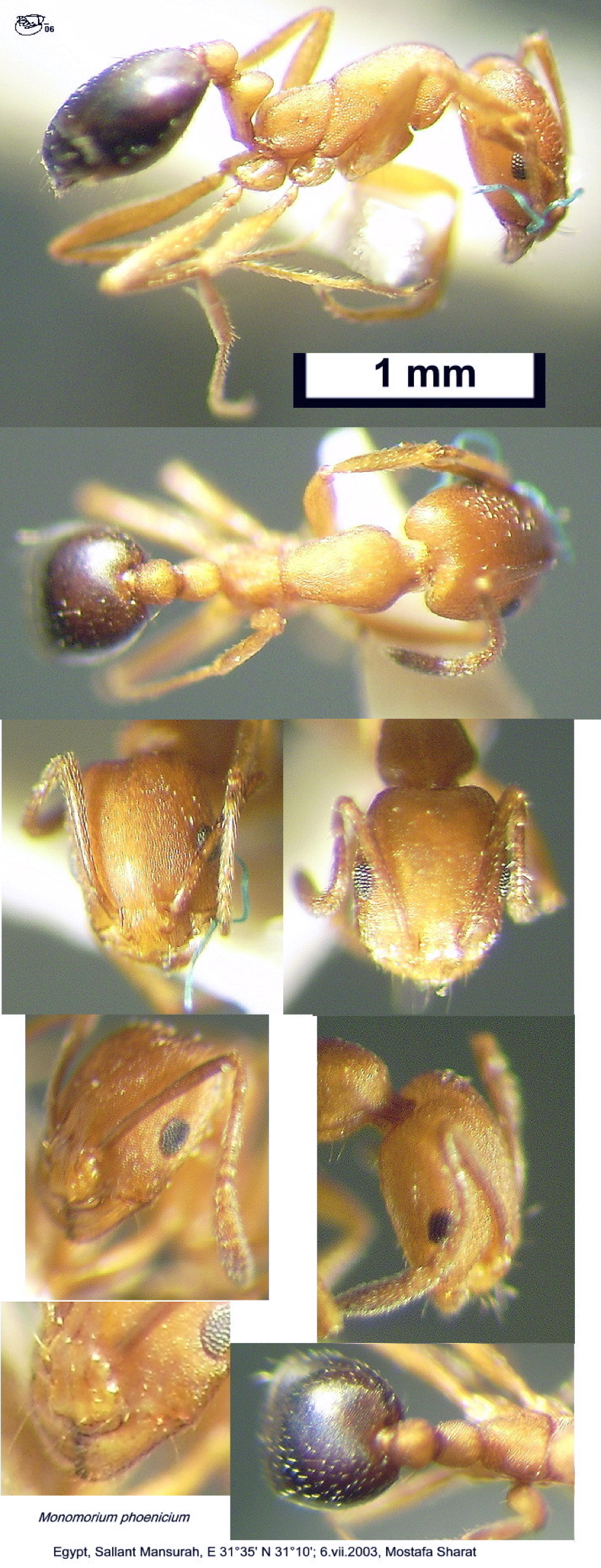 {Monomorium phoenicium}