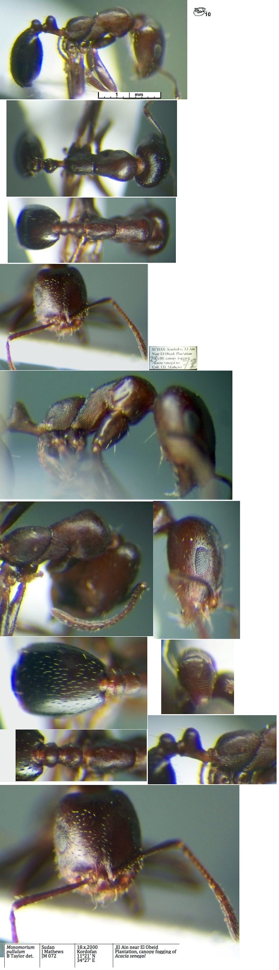 {Monomorium pullulum