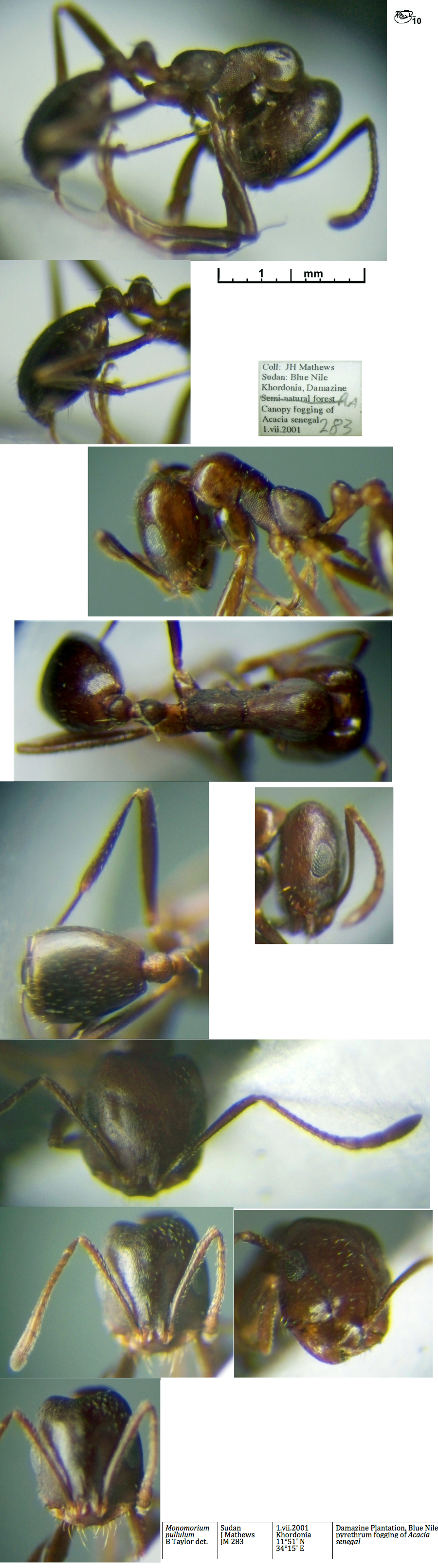 {Monomorium pullulum
