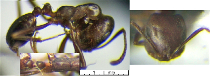 {Monomorium pullulum}