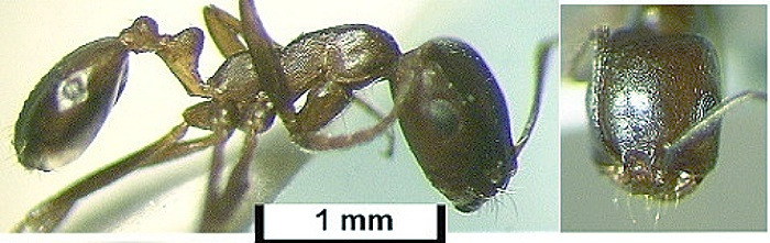 Monomorium salomonis