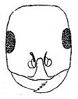 {Monomorium salomonis face}
