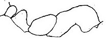 {Monomorium salomonis}