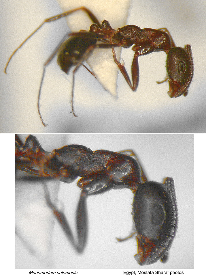 {Monomorium salomonis}
