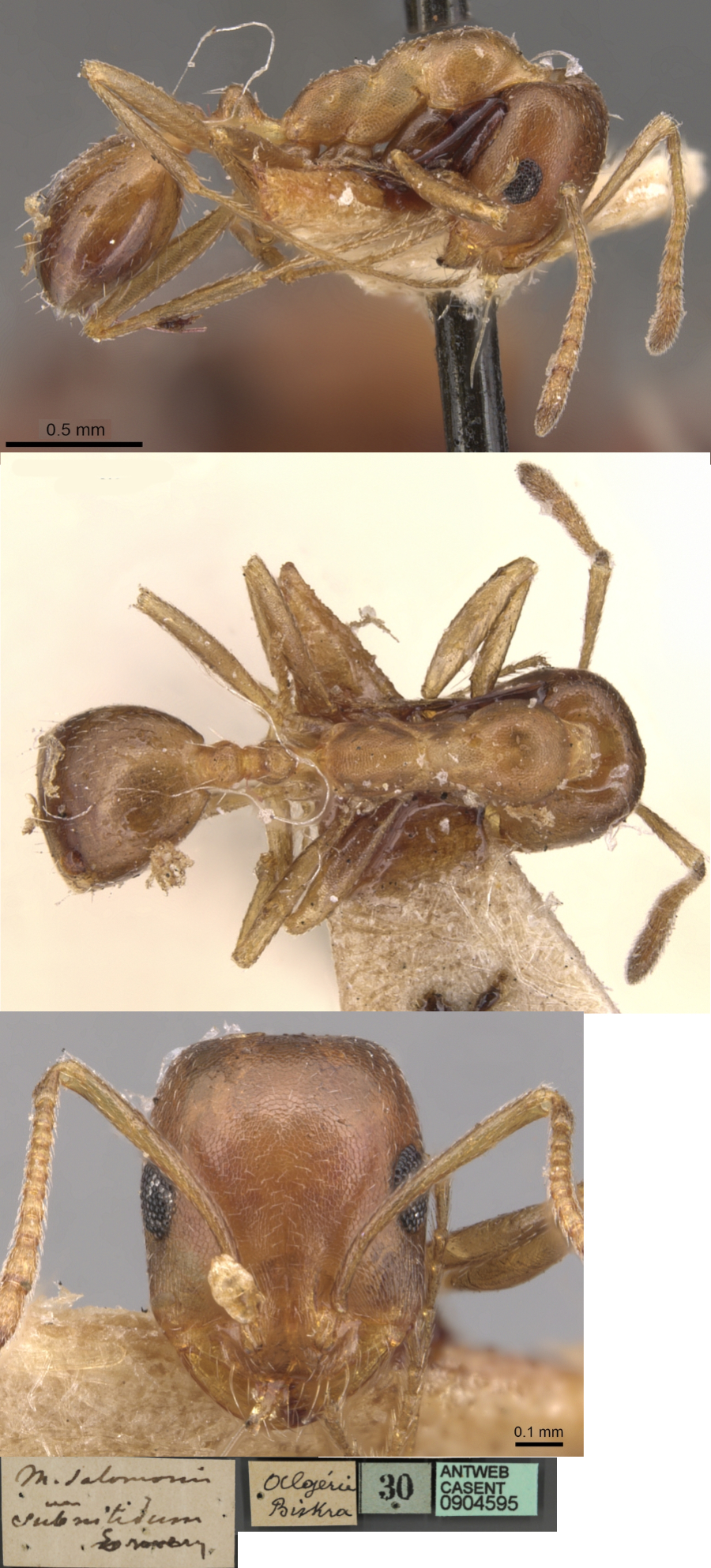 {Monomorium salomonis subnitidum}