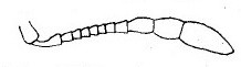 {Monomorium subopacum antenna}