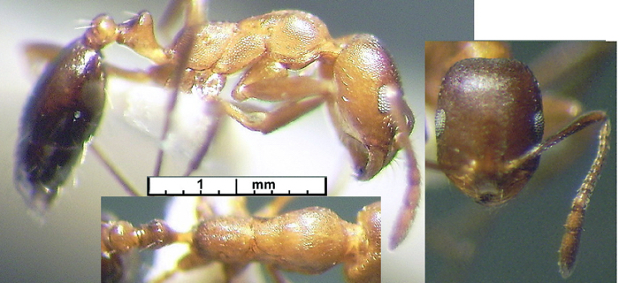 {Monomorium subopacum}