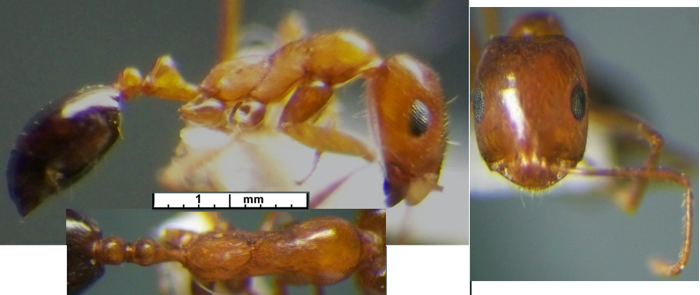 {Monomorium venustum}