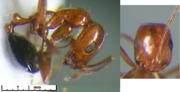 Monomorium venustum