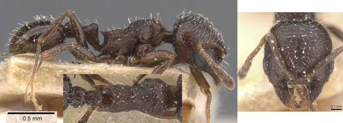 Oxyopomyrmex sabulonis