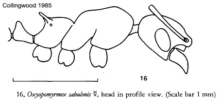 Oxyopomyrmex sabulonis