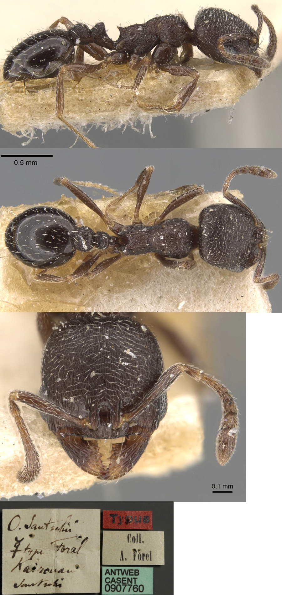 {Oxyopomyrmex santschii
