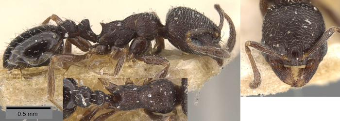 Oxyopomyrmex santschii
