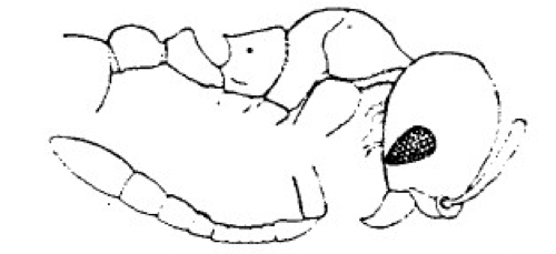 Oxyopomyrmex santschii