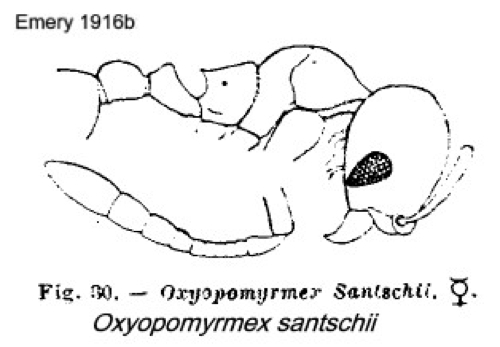 {Oxyopomyrmex santschii}