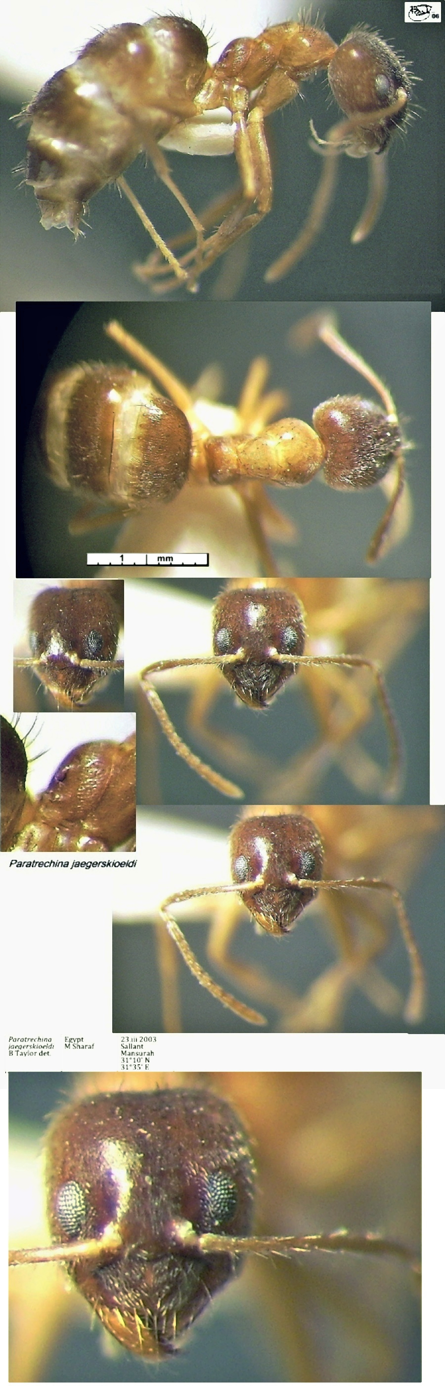 {Paratrechina jaegerskioeldi}