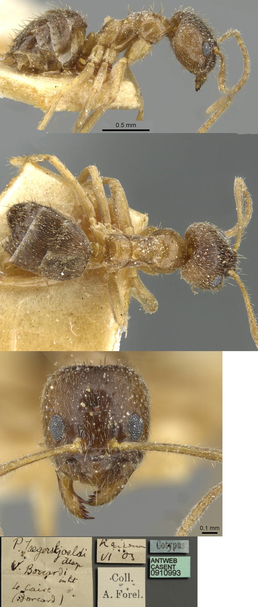 Paratrechina jaegerskioeldi
