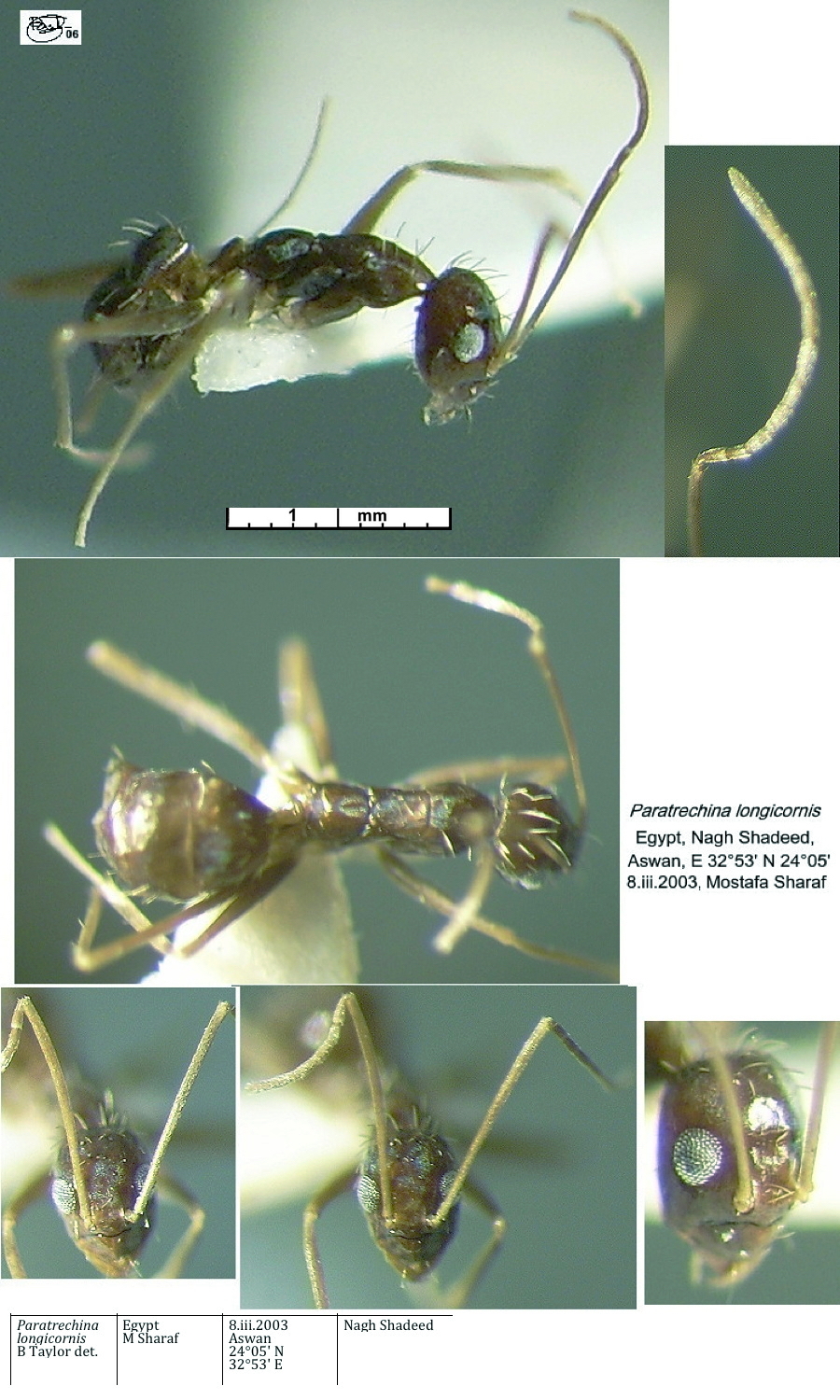 {Paratrechina longicornis}