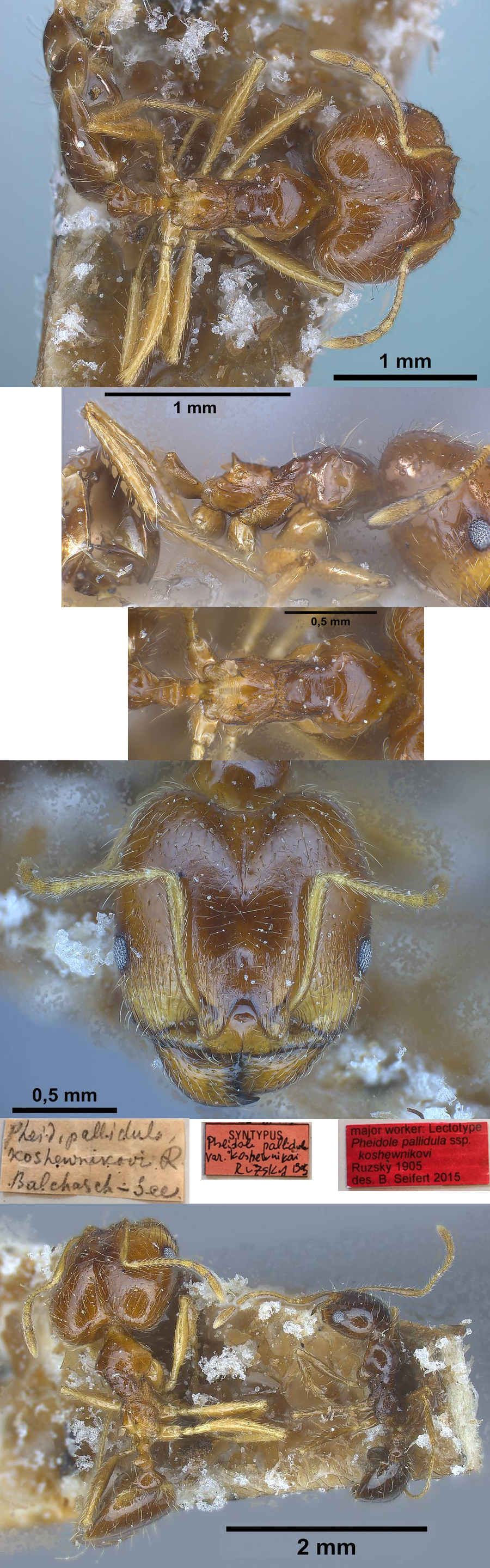 Pheidole koshewnikovi major