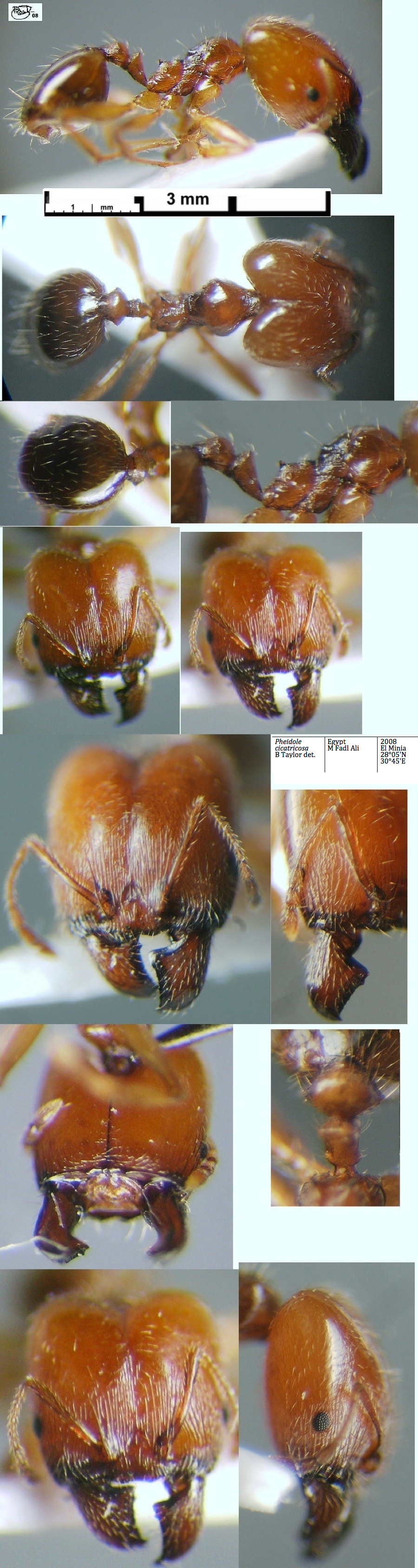 {Pheidole cicatricosa major El-Minia}