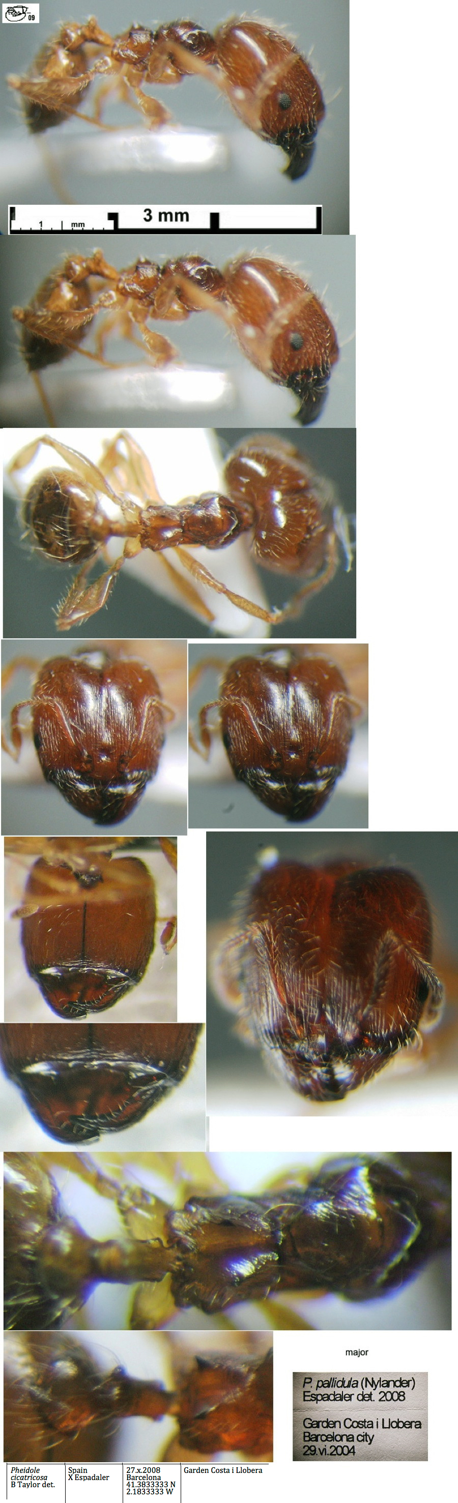 {Pheidole cicatricosa major}