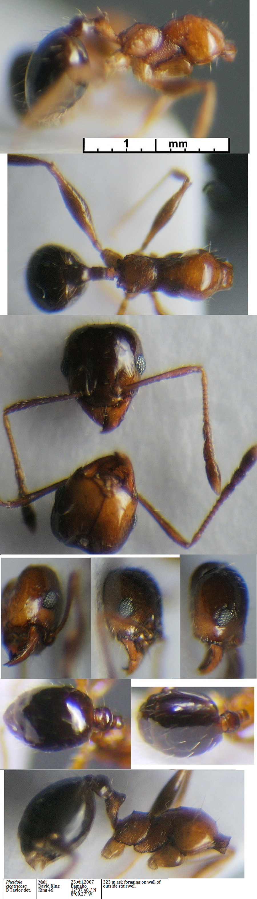 {Pheidole tristis minor}