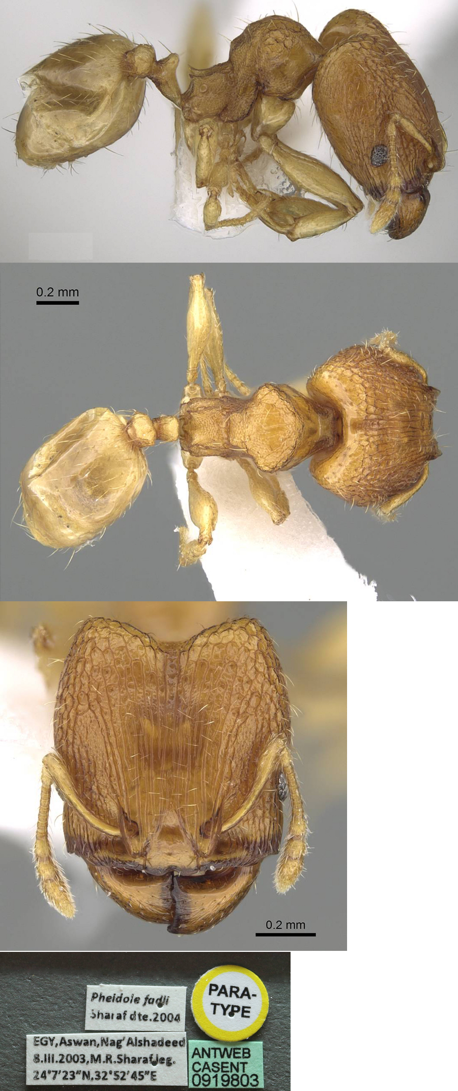 Pheidole fadli major