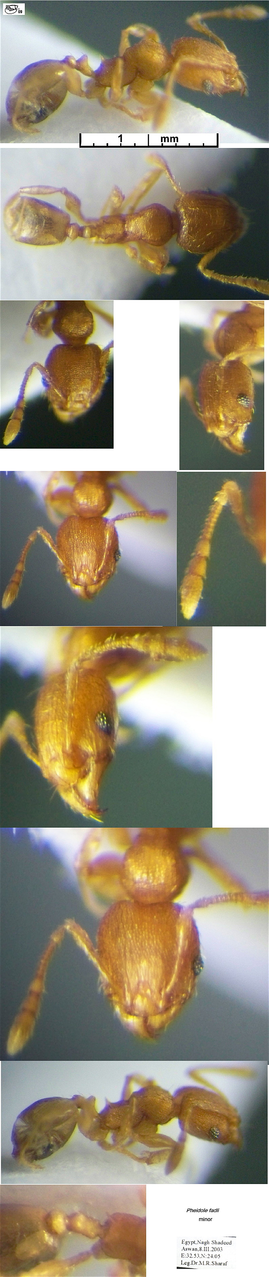 {Pheidole fadli minor}