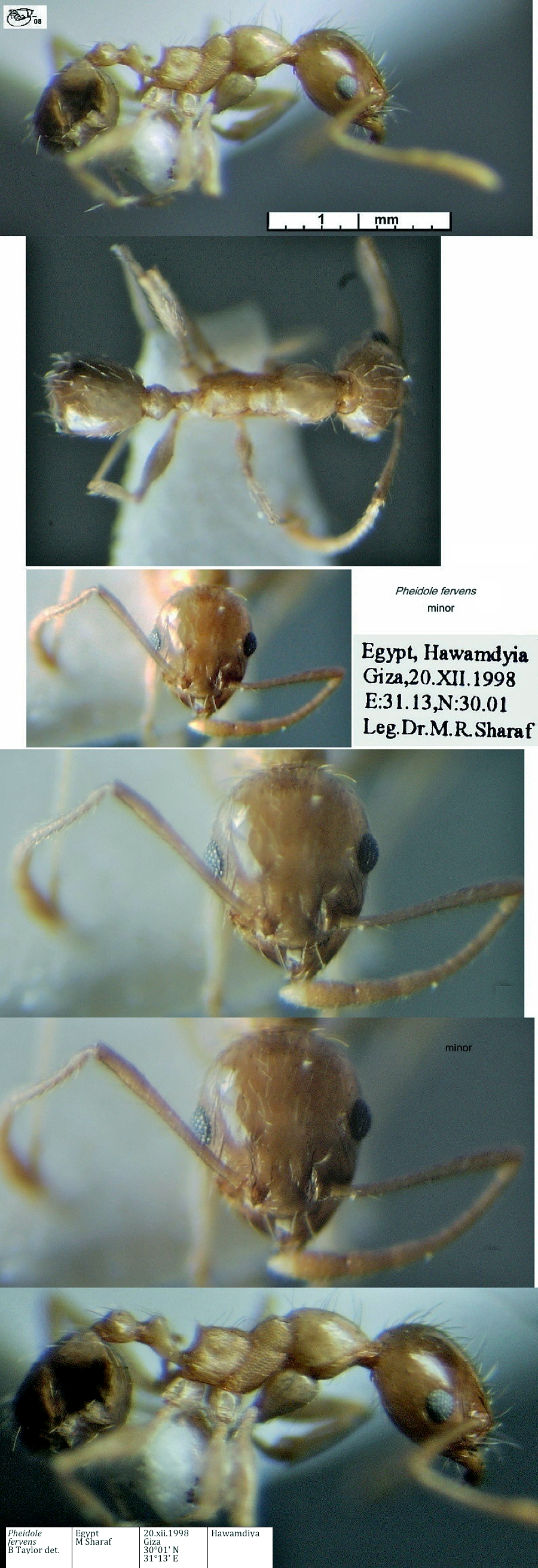 {Pheidole fervens minor}