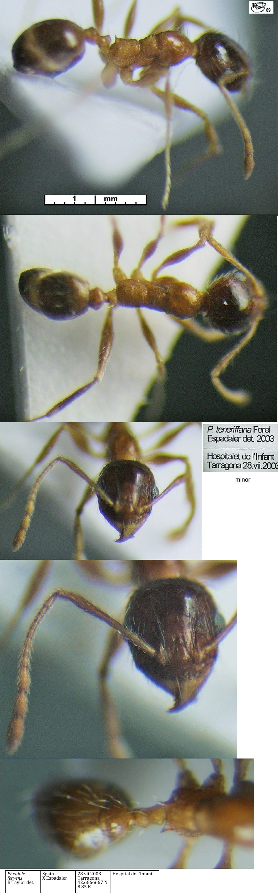 {Pheidole fervens minor}