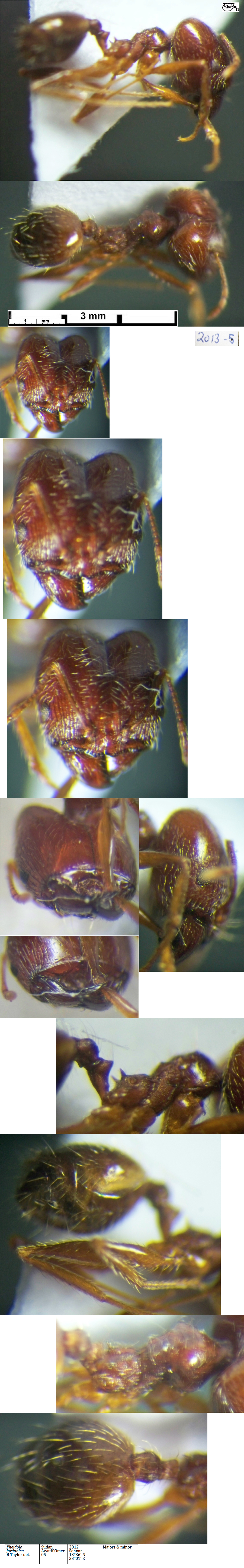 {Pheidole jordanica major}