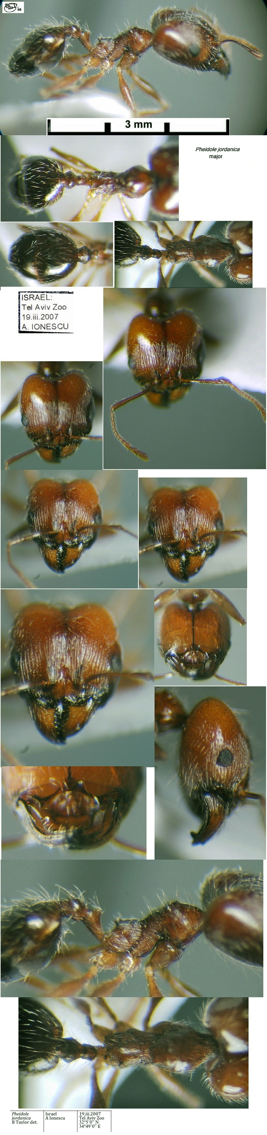 {Pheidole jordanica major}