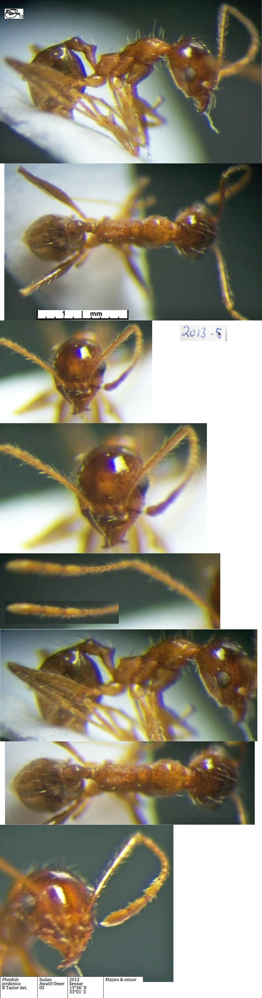 {Pheidole jordanica minor}