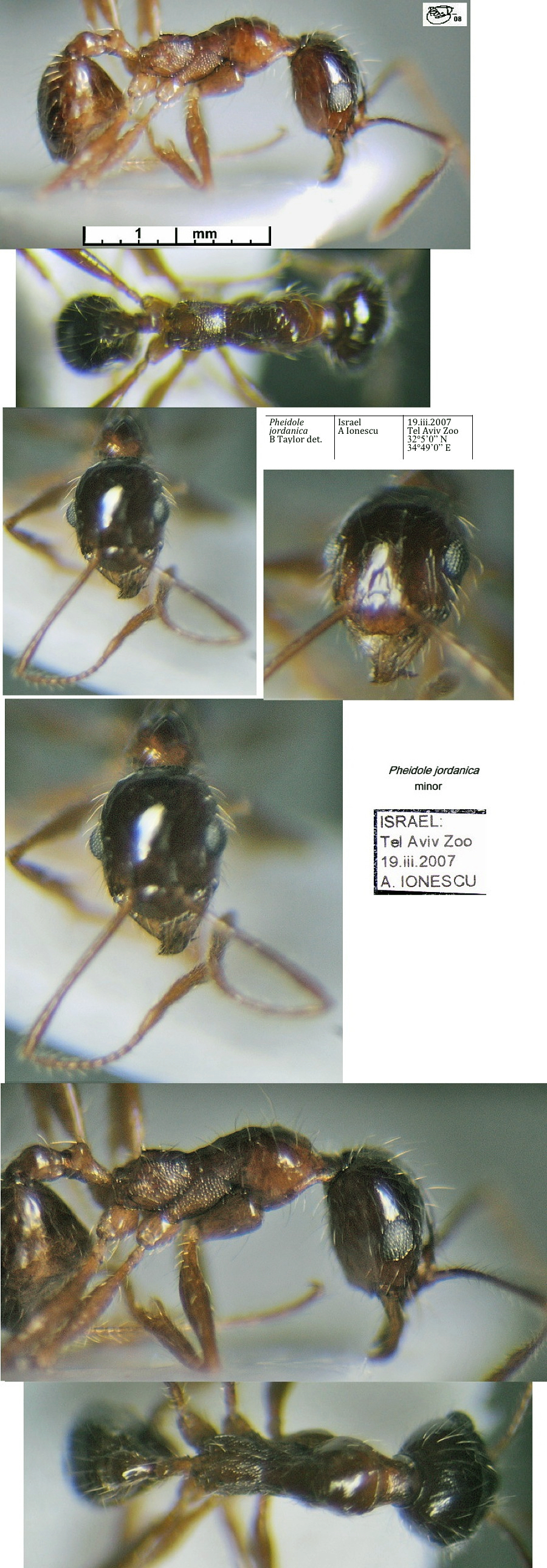{Pheidole jordanica minor}