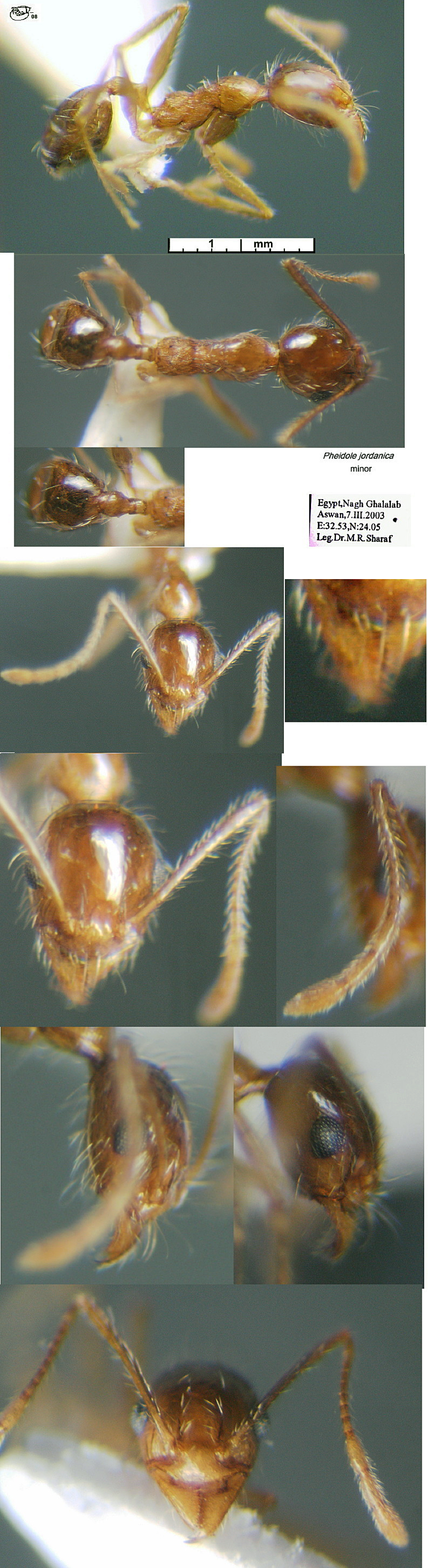 {Pheidole jordanica minor}