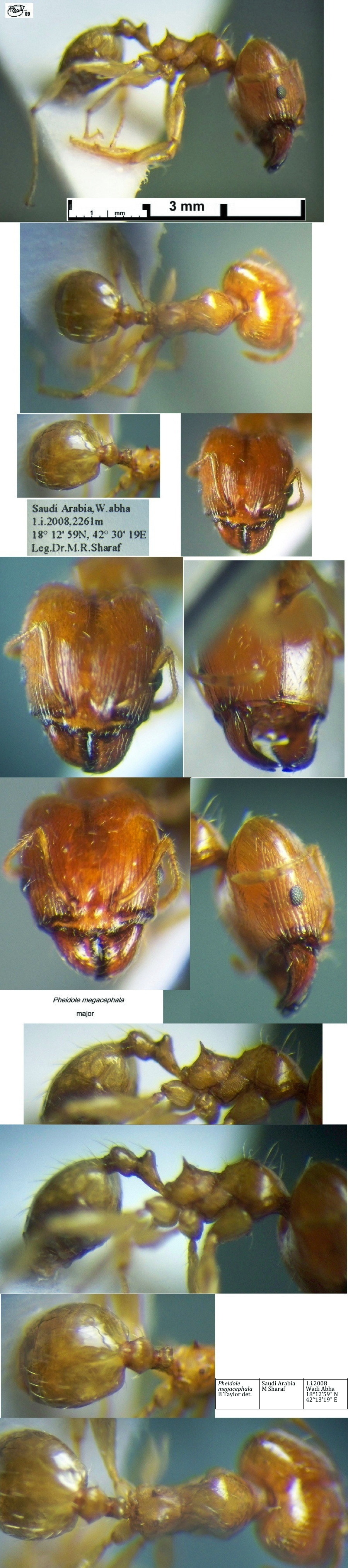{Pheidole megacephala major}