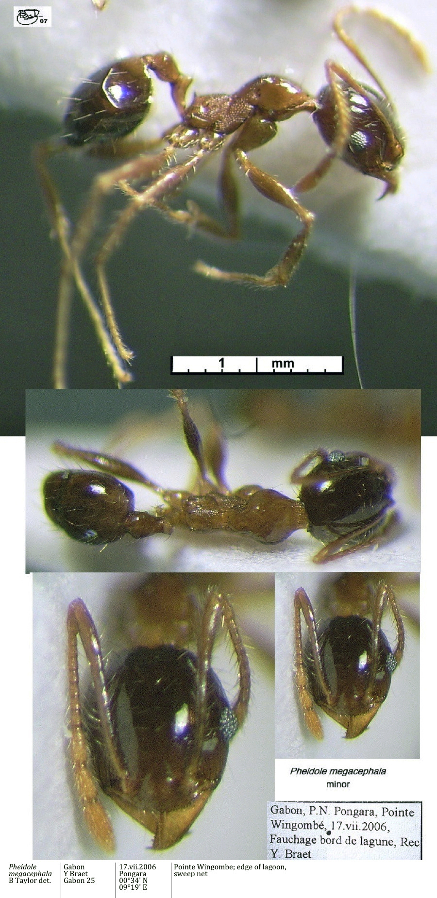 {Pheidole megacephala minor}