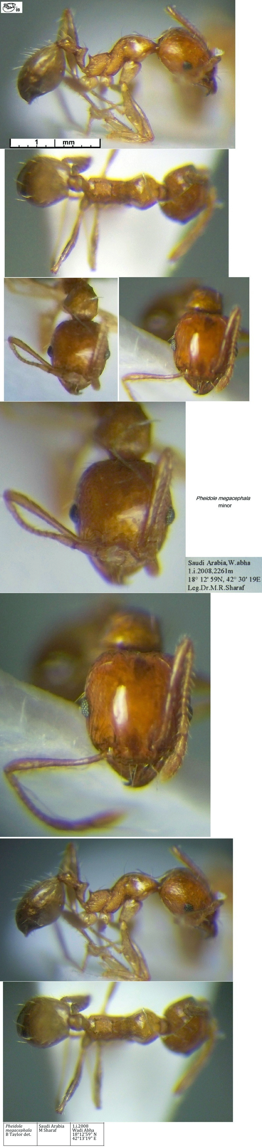 {Pheidole megacephala minor}