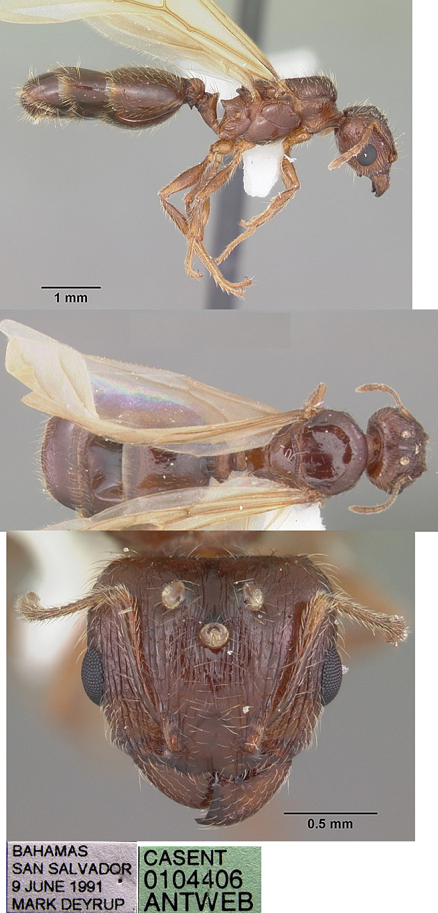 {Ph megacephala queen}