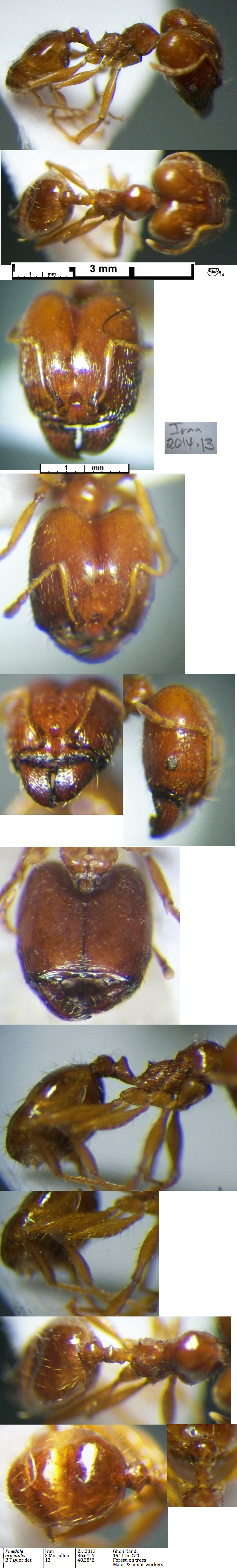 {Pheidole orientalis major Saudi}